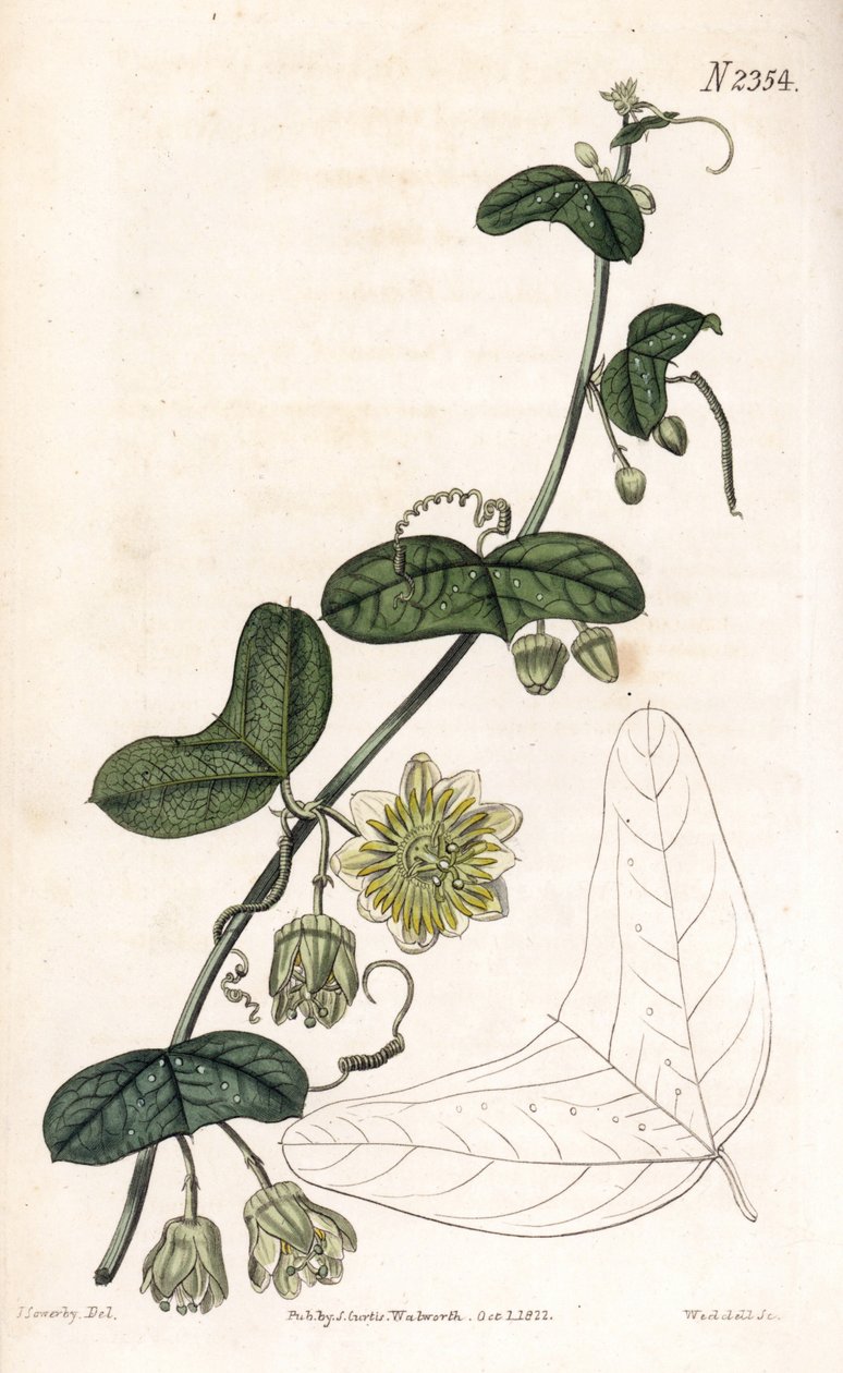 Passionsblomsort - Passiflora biflora (halvmånebladig passionsblomma, Passiflora lunata). Handfärgad kopparstick av Weddell efter en illustration av James Sowerby från Samuel Curtis "" Botanical Magazine,"" London av James Sowerby