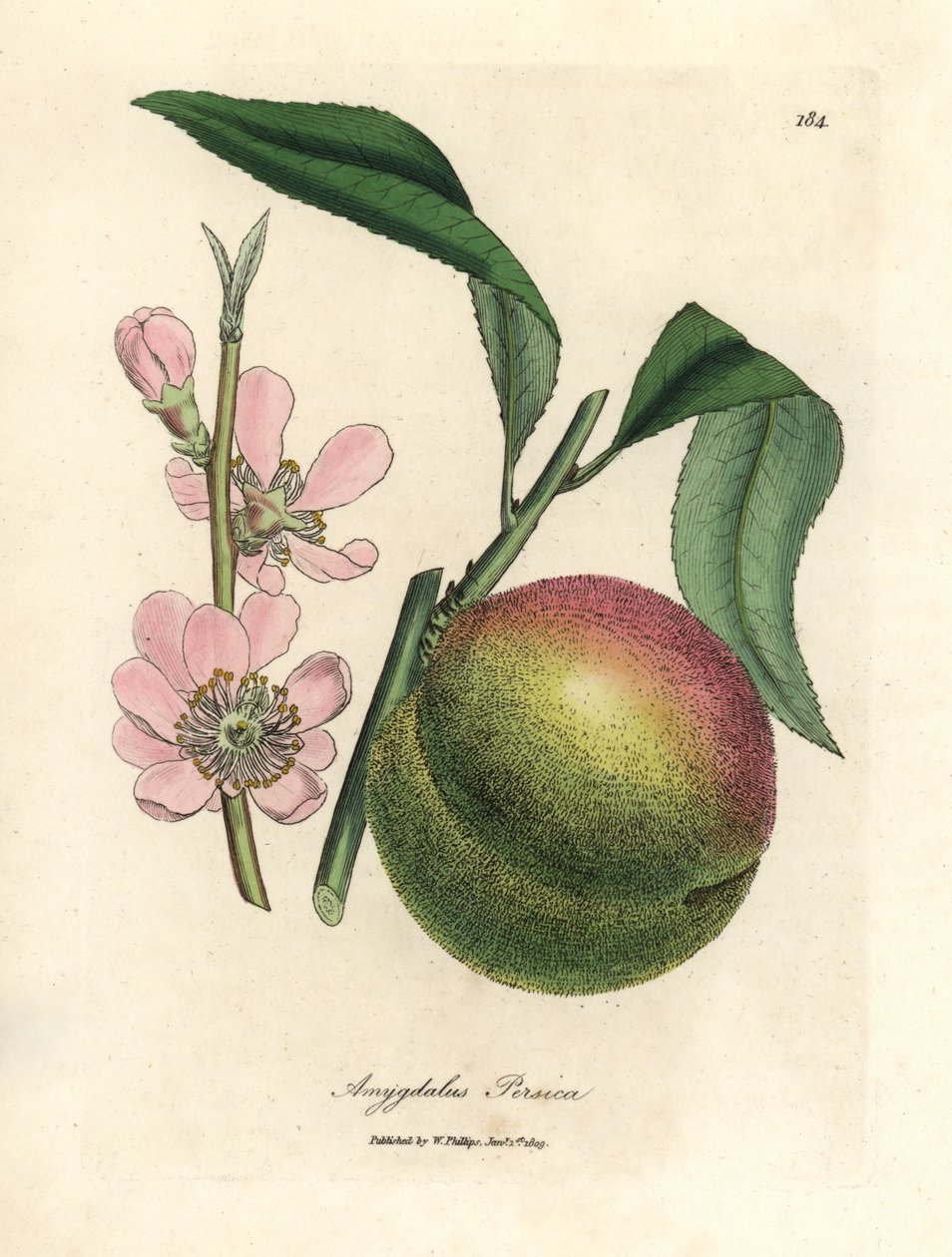 Persikaträd med mogen frukt och rosa blomma, Amygdalus persica av James Sowerby