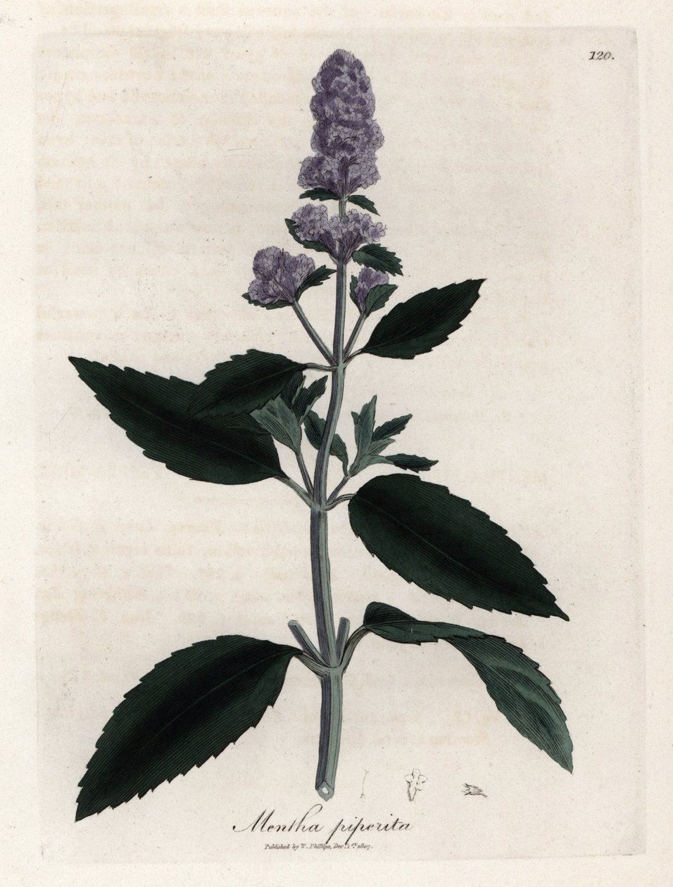 Pepparmynta. Handfärgad kopparstick från en teckning av James Sowerby (1757-1822), i Botanique Medicinale av James Sowerby