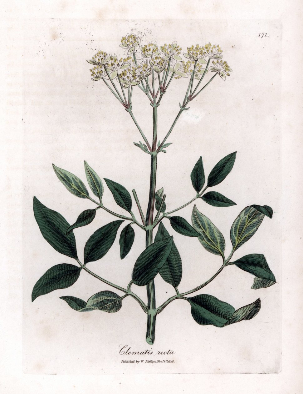 Perenn clematite - Upprätt jungfruklädd, Clematis recta. Handfärgad kopparstick från en botanisk illustration av James Sowerby från William Woodville och Sir William Jackson Hookers "" Medical Botany", John Bohn, London av James Sowerby