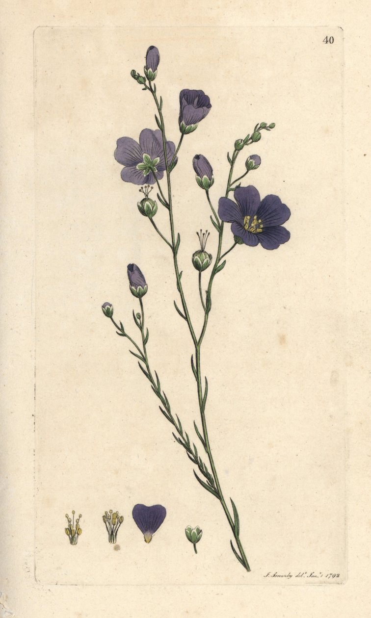 Perenn lin, Linum perenne (linen perace) Handkolorerad kopparstick efter en illustration av James Sowerby från James Smith