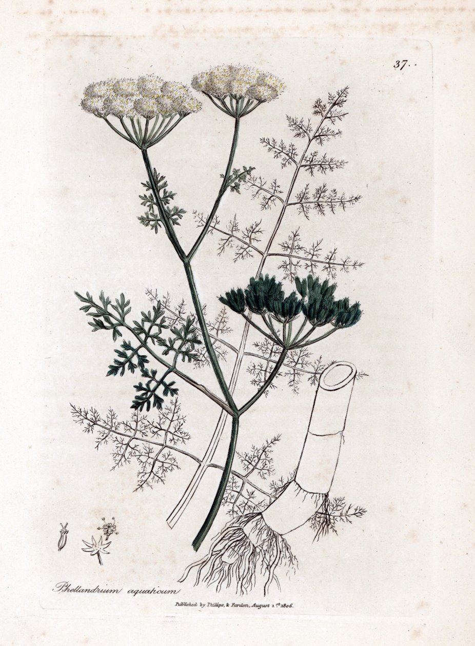 Phellandrium aquatium - Finbladig vattenhöna, Phellandrium aquatium. Handfärgad kopparstick från en botanisk illustration av James Sowerby från William Woodville och Sir William Jackson Hookers "" Medical Botany", John Bohn, London av James Sowerby
