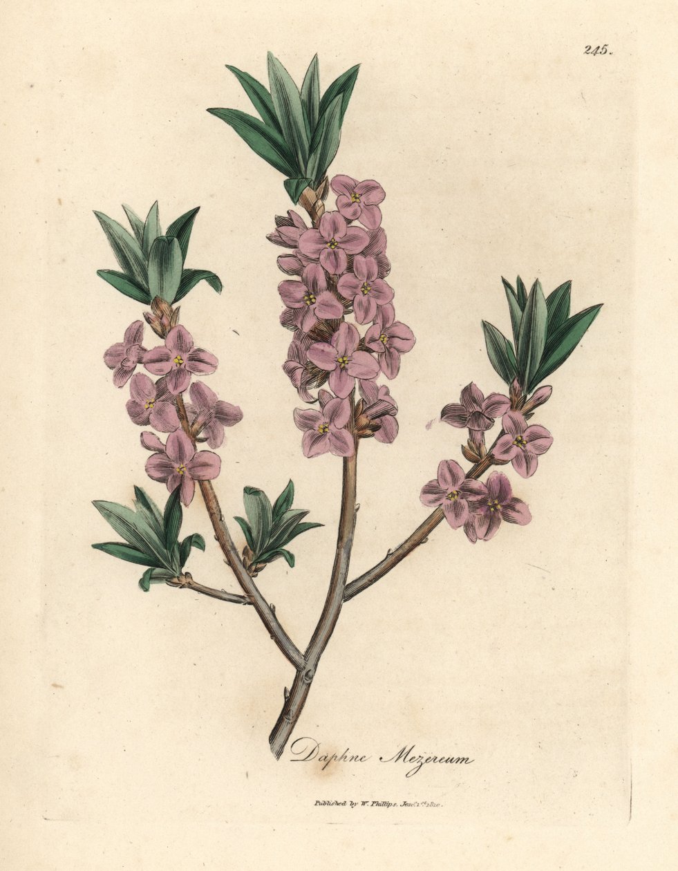 Rosablommig mezereon, Daphne mezereum av James Sowerby