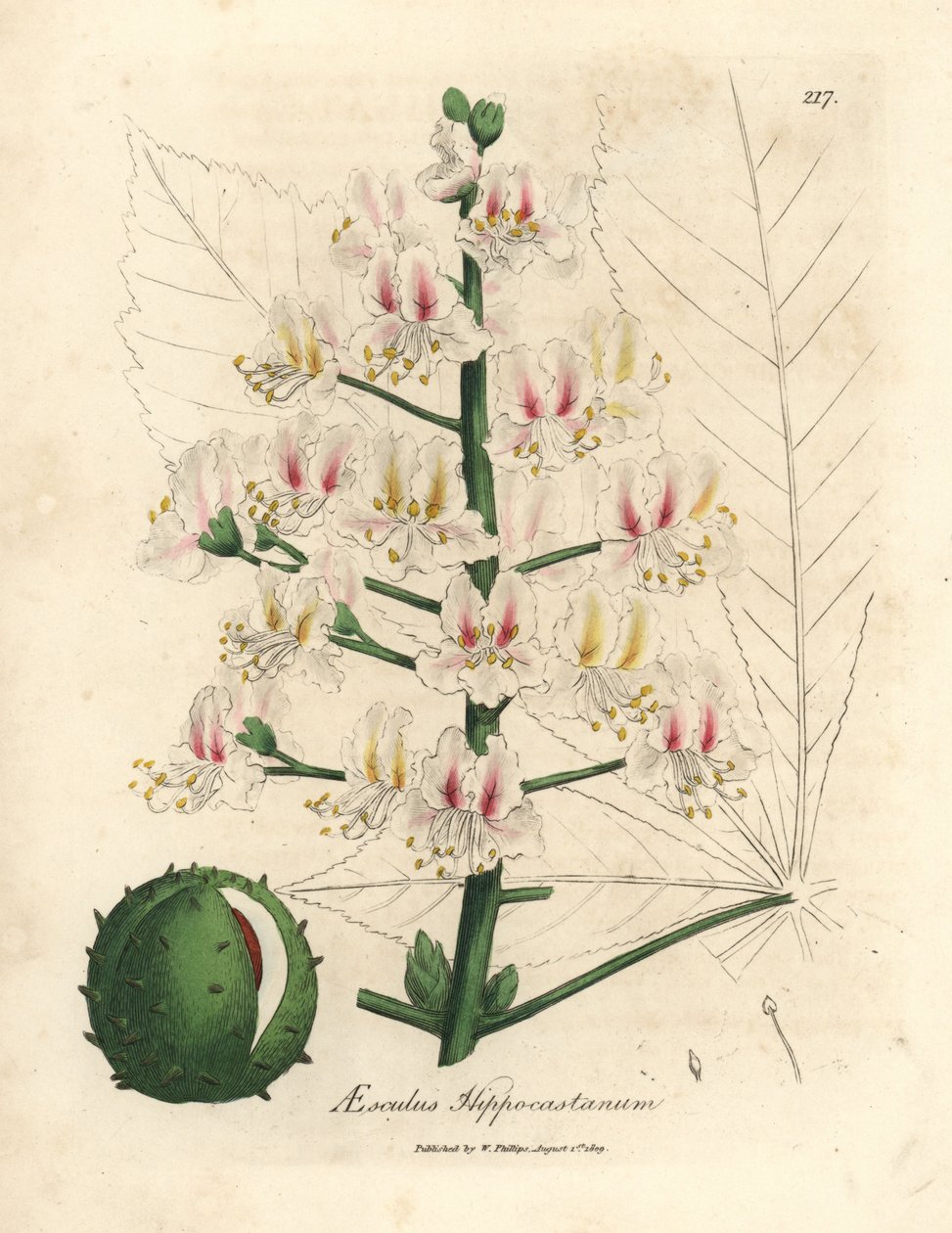 Rosa blomma och frukt av hästkastanjeträdet, Aesculus hippocastanum av James Sowerby
