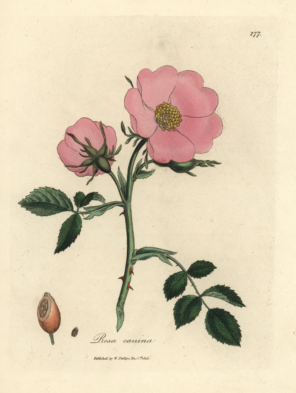 Rosa hundros med nypon, Rosa canina av James Sowerby
