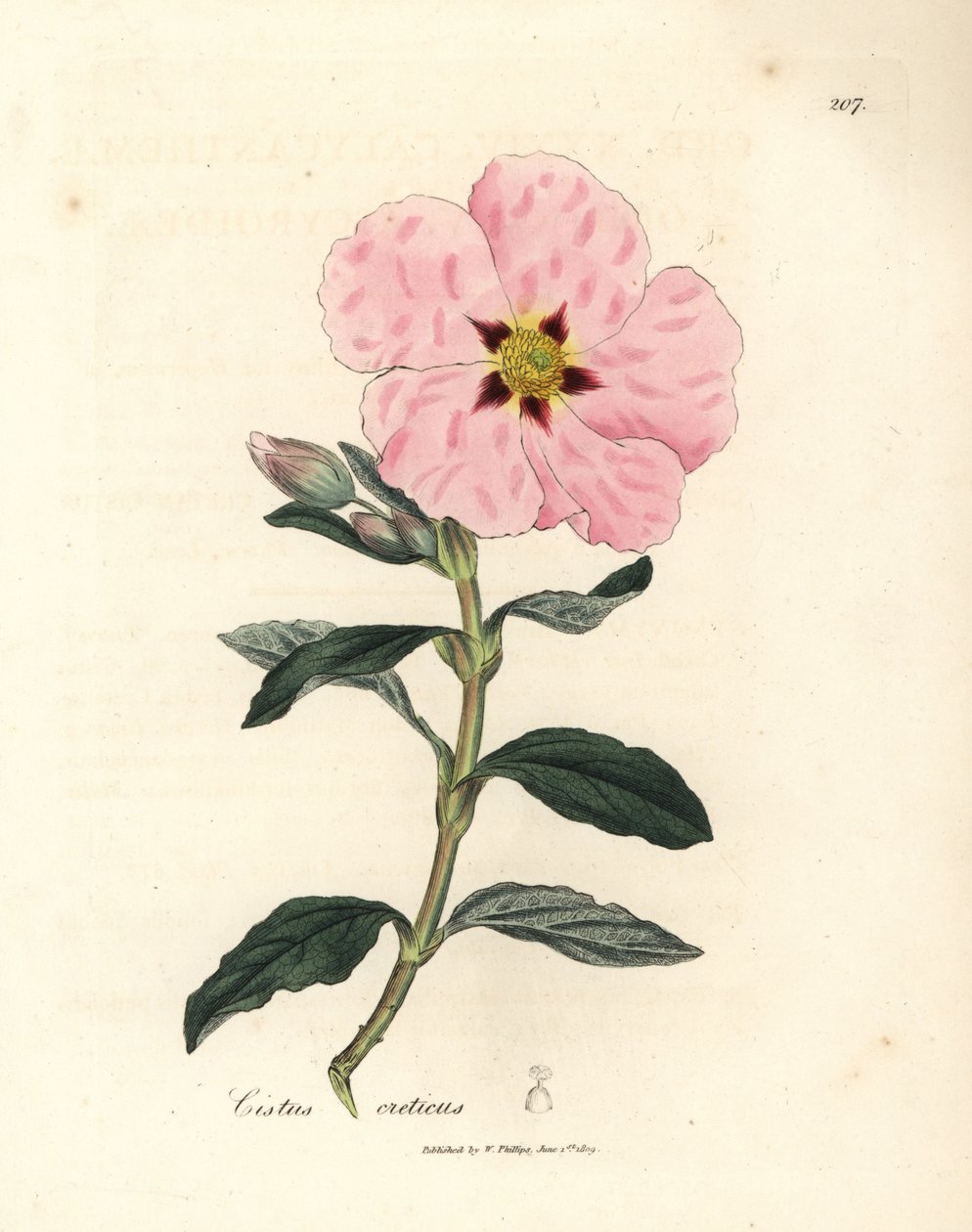 Rosa blommig kretensisk cistus, Cistus creticus av James Sowerby
