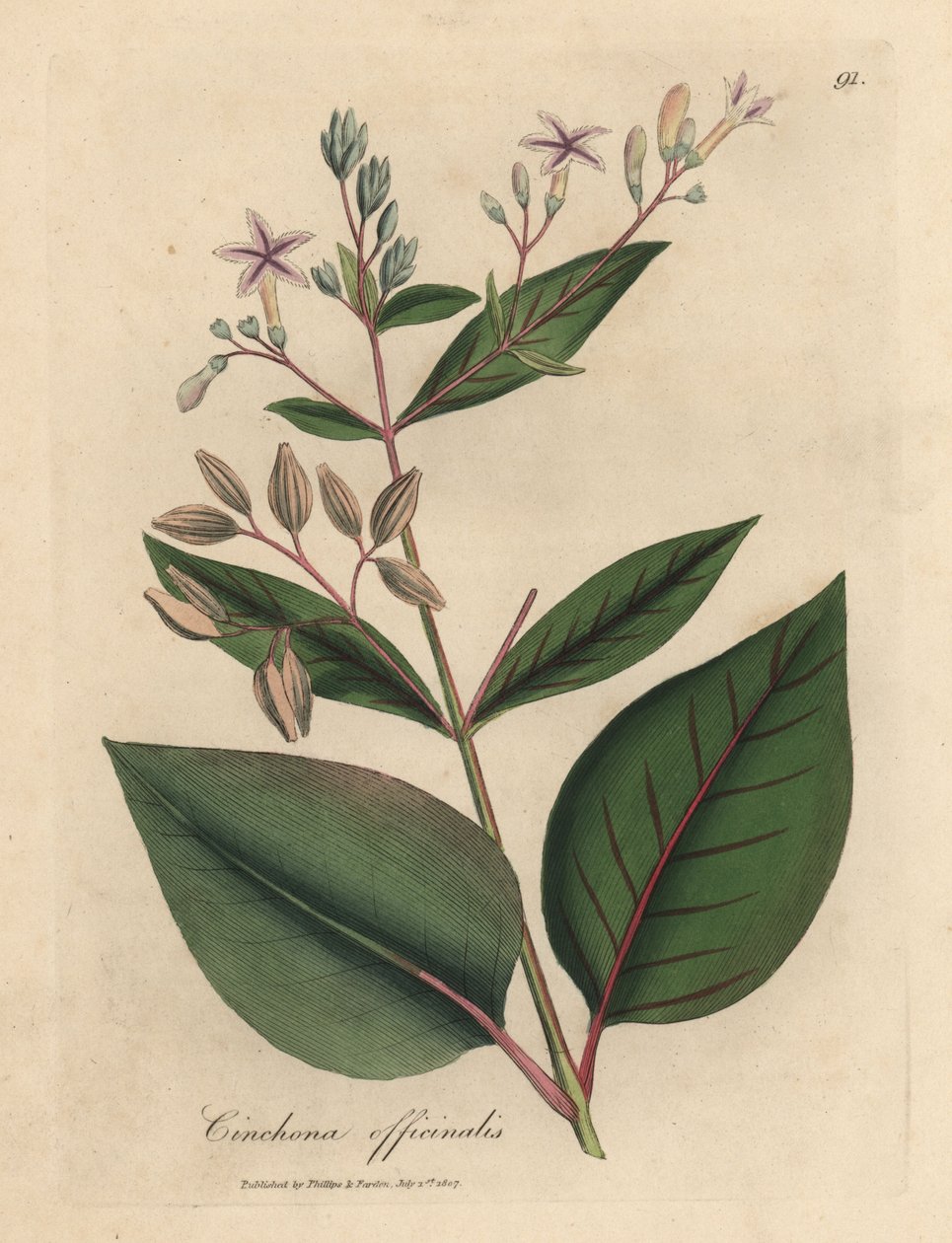 Rosablommigt peruanskt barkträd, Cinchona officinalis av James Sowerby