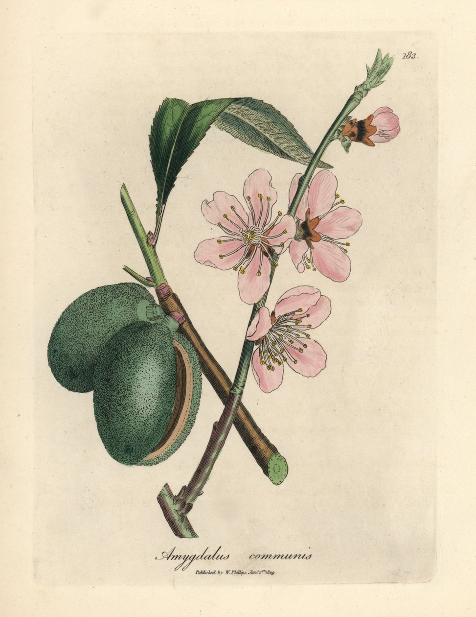 Rosa blommande mandelträd, Amygdalus communis av James Sowerby