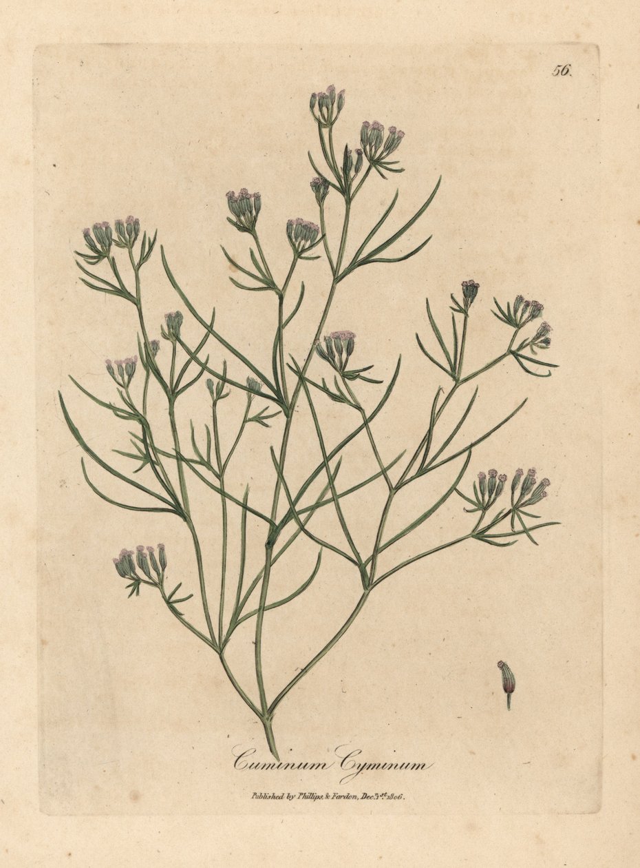 Rosa blommig spiskummin av James Sowerby
