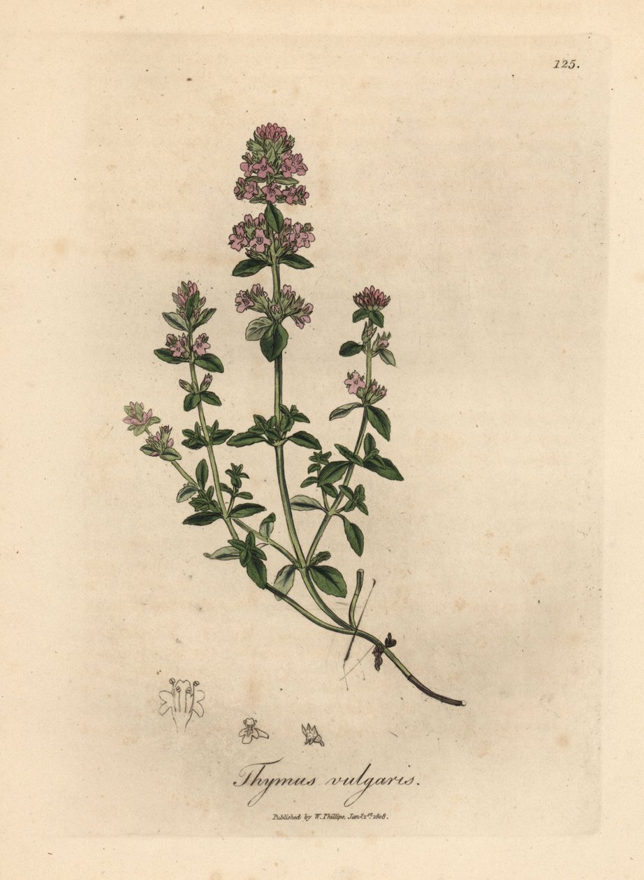 Rosa blommig trädgårdstimjan, Thymus vulgaris av James Sowerby