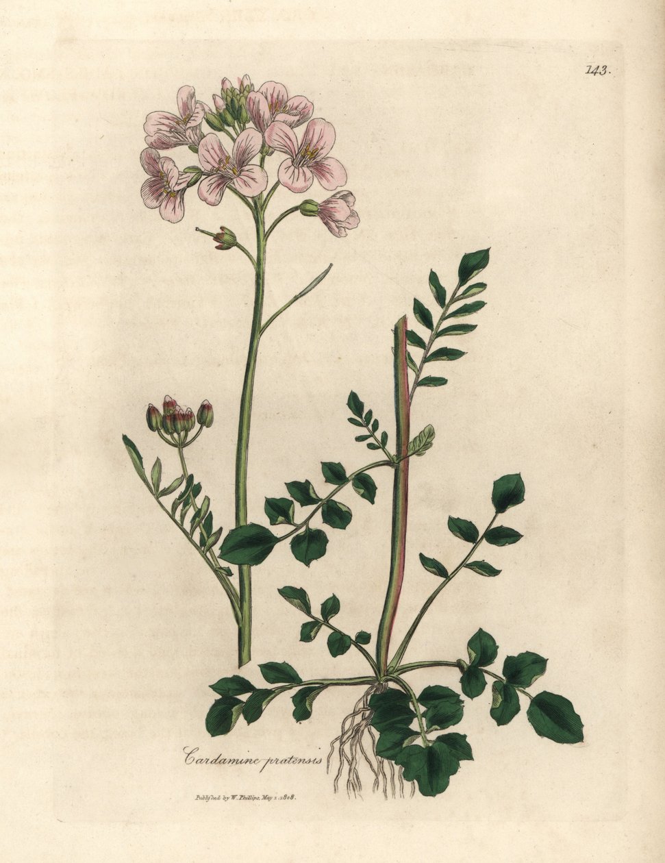 Rosablommig damsmocka eller gökblomma, Cardamine pratensis av James Sowerby