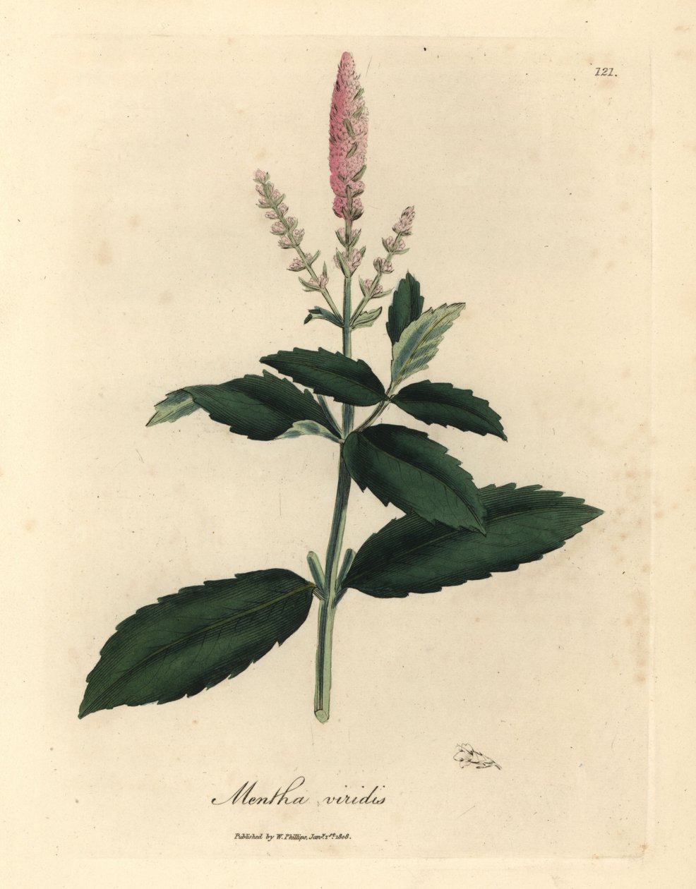 Rosa blommig grönmynta, Mentha viridis av James Sowerby