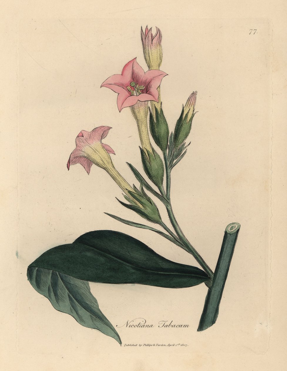 Rosa blommig tobaksväxt, Nicotiana tabacum av James Sowerby