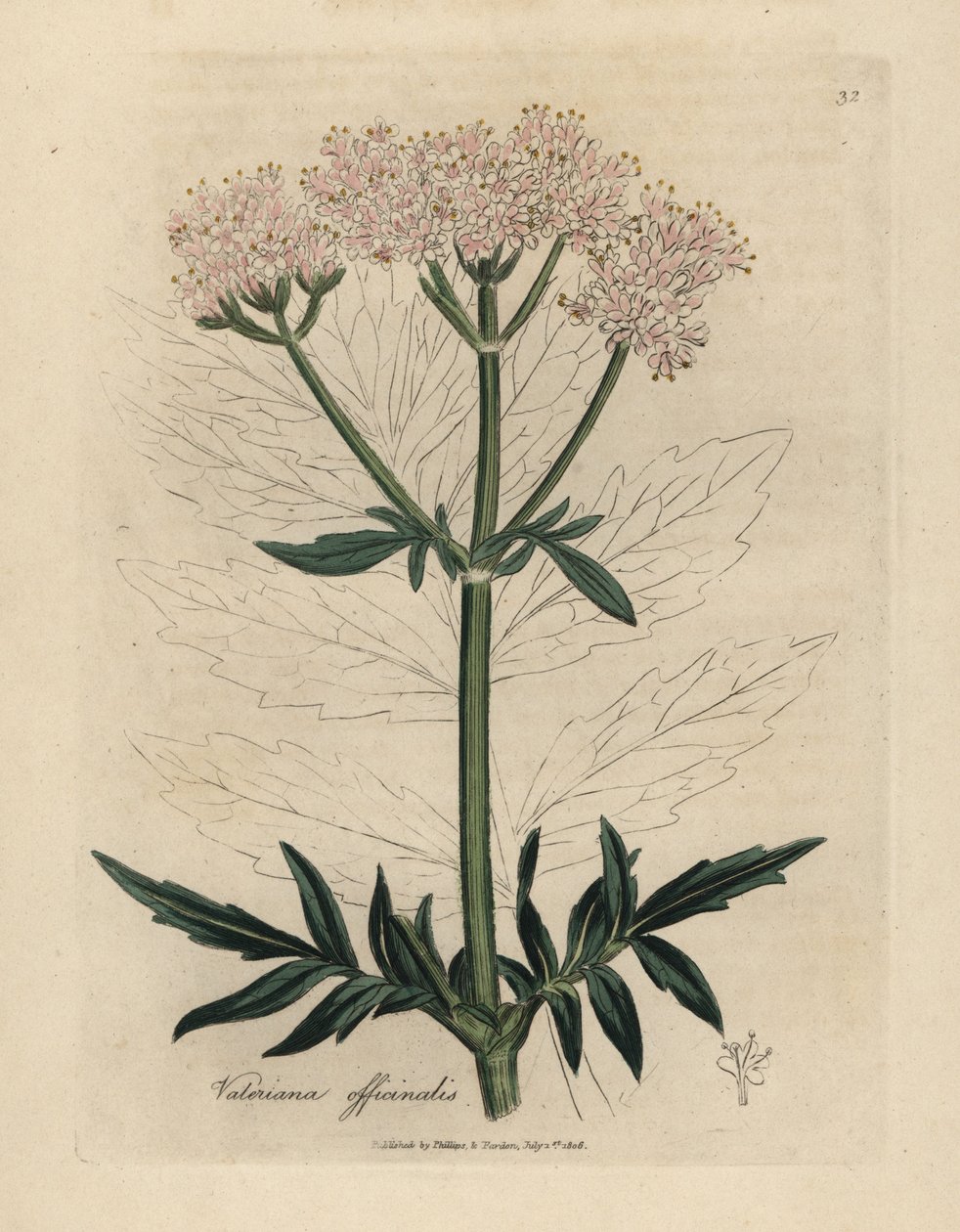 Rosa blommig valeriana, Valeriana officinalis av James Sowerby