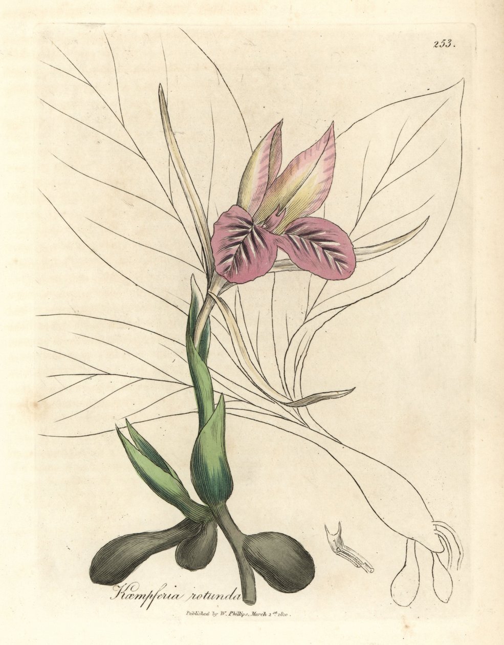 Rosablommig zedoary, Kaempferia rotunda av James Sowerby