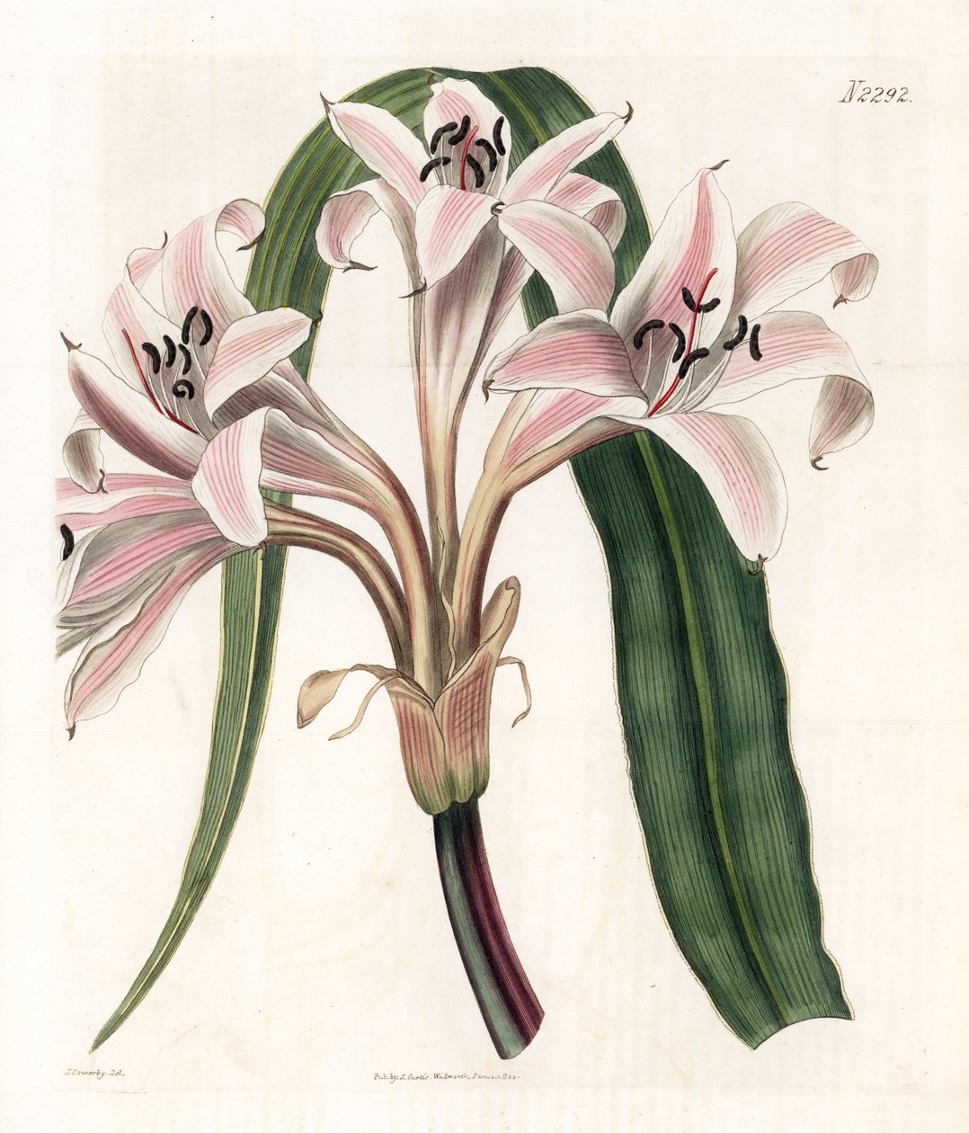 Rosa lilja variant - Rosa randig trumpetlilja, Crinum latifolium (Molucca crinum, Crinum moluccanum). Handfärgad kopparstick av Weddell efter en illustration av James Sowerby från Samuel Curtis "" Botanical Magazine,"" London av James Sowerby