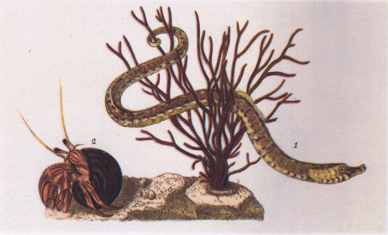 Pipe Fish and Eremit Crab, Nature in Britain publicerad av Collins, 1946 av James Sowerby