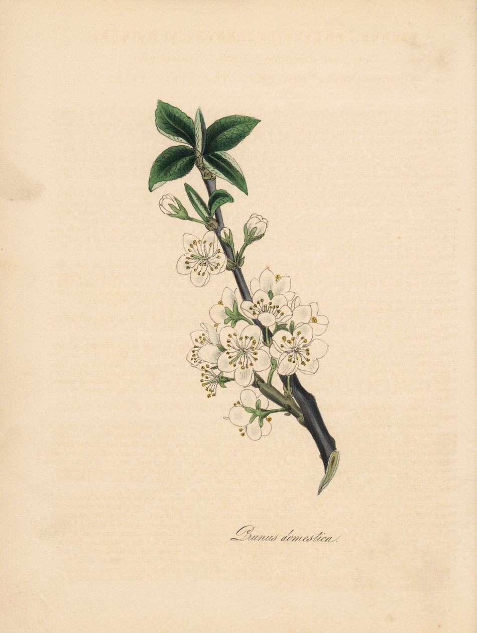 Plommonträd - Vanligt plommonträd, Prunus domestica. Taget från en illustration av James Sowerby från William Woodvilles "Medical Botany." Handkolorerad zinkograf av C. Chabot tecknad av Miss M. A. Burnett från hennes "" Plantae Utiliores: or Illustrations av James Sowerby