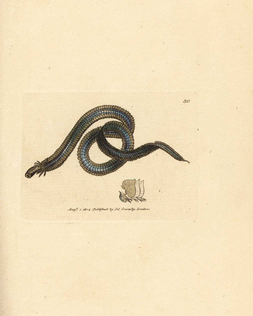 Polychaete mask, Phyllodoce lamelligera (Nereis lamelligera). Handkolorerad kopparstick av James Sowerby från The British Miscellany, eller färgade figurer av nya, sällsynta eller föga kända djurämnen. av James Sowerby