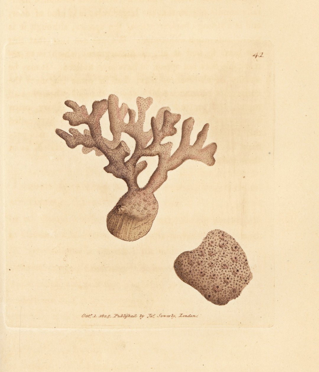 Porella compressa (Millepora compressa). Handkolorerad kopparstick av James Sowerby från The British Miscellany, eller färgade figurer av nya, sällsynta eller föga kända djurämnen. av James Sowerby