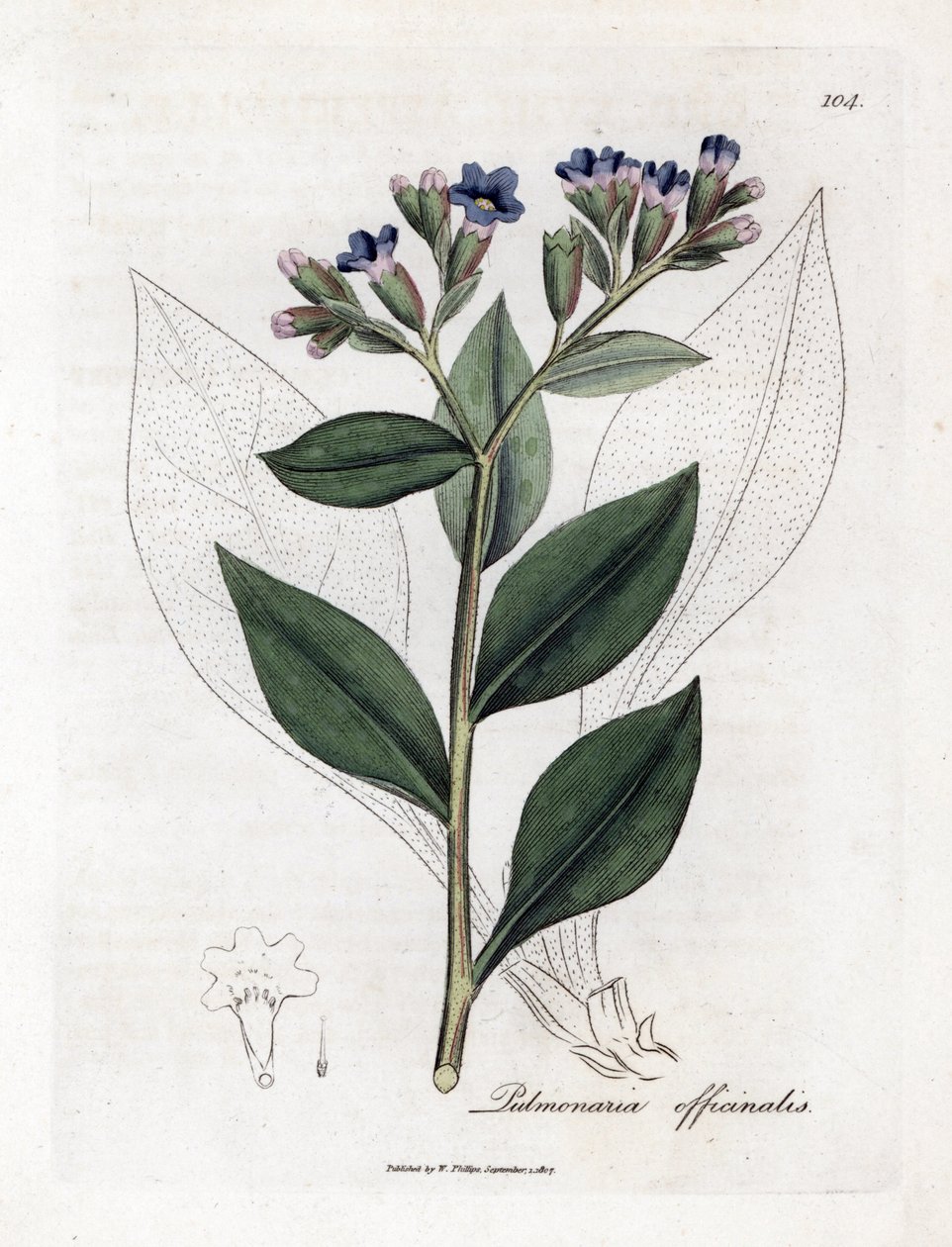Pulmonary officinale - Lungört, Pulmonia officinalis. Handfärgad kopparstick från en botanisk illustration av James Sowerby från William Woodville och Sir William Jackson Hookers "" Medical Botany", John Bohn, London av James Sowerby