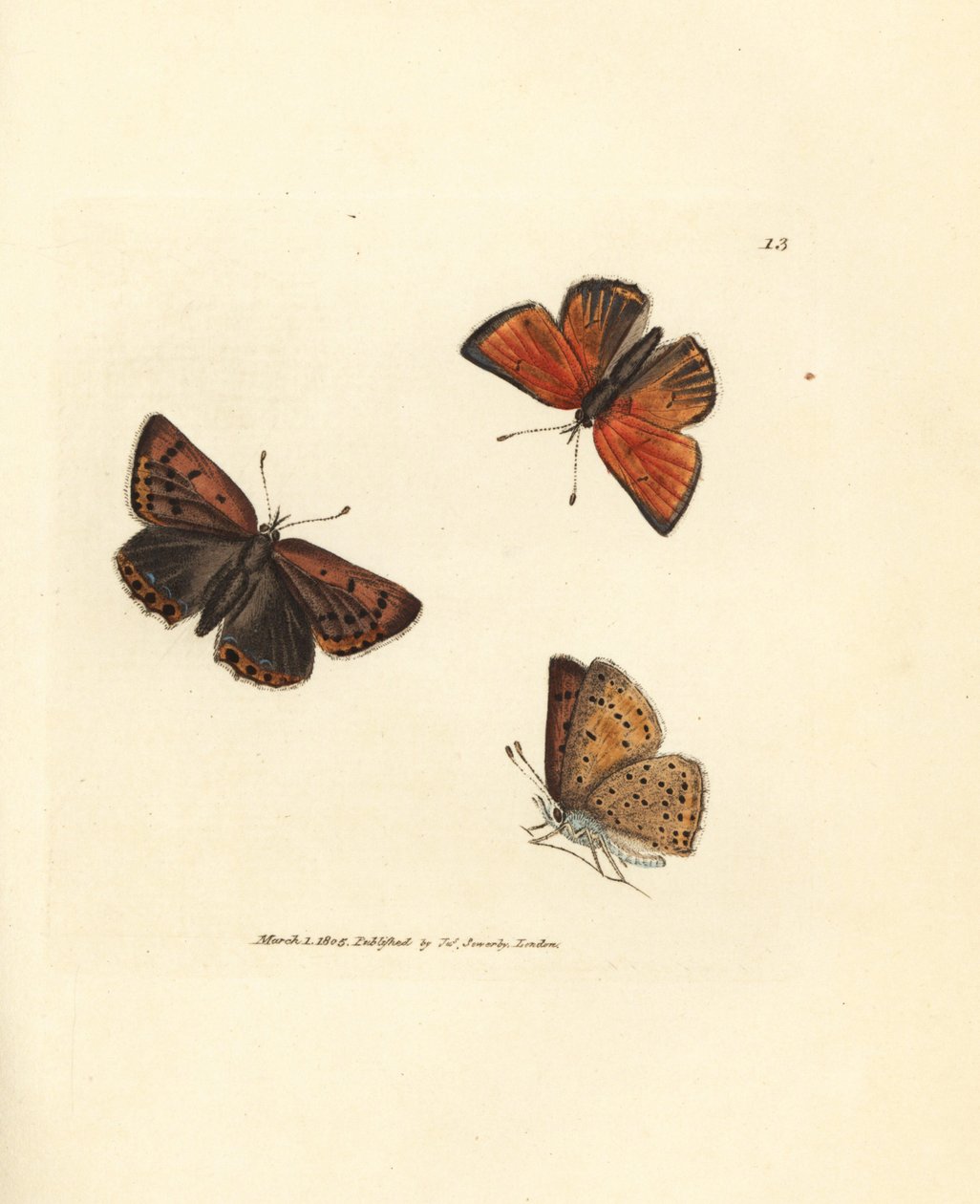 Renkantad kopparfjäril, Lycaena hippothoe. Handkolorerad kopparstick av James Sowerby från The British Miscellany, eller färgade figurer av nya, sällsynta eller föga kända djurämnen. av James Sowerby