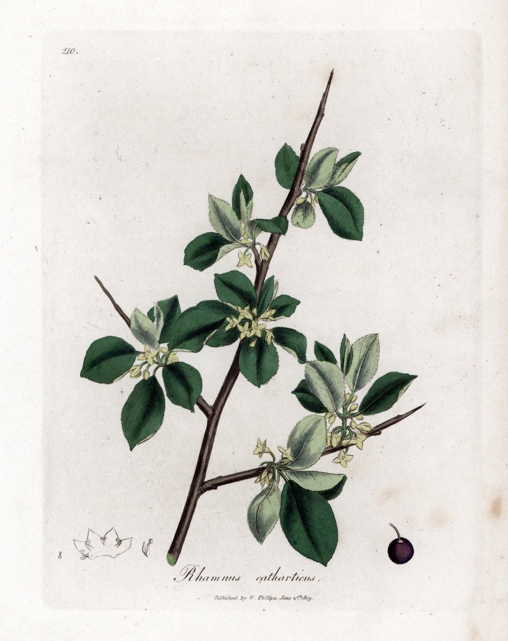 Rensande havtorn - Rensande havtorn, Rhamnus catharticus. Handfärgad kopparstick från en botanisk illustration av James Sowerby från William Woodville och Sir William Jackson Hookers "" Medical Botany", John Bohn, London av James Sowerby