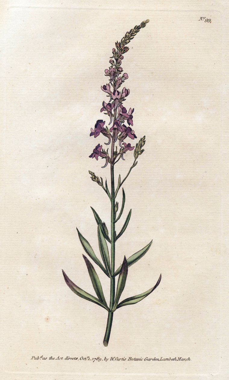 Purple Linar - Litografi av James Sowerby (1757-1822), från William Curtis