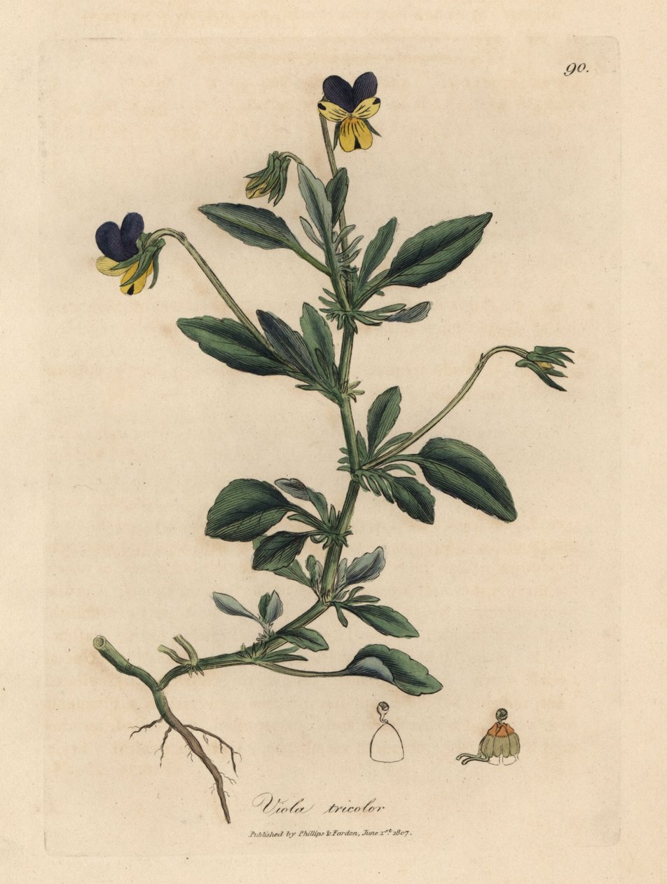 Lila och gul pensé, Viola tricolor av James Sowerby