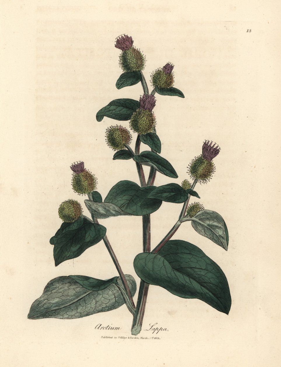 Lilablommig kardborre, Arctium lappa av James Sowerby