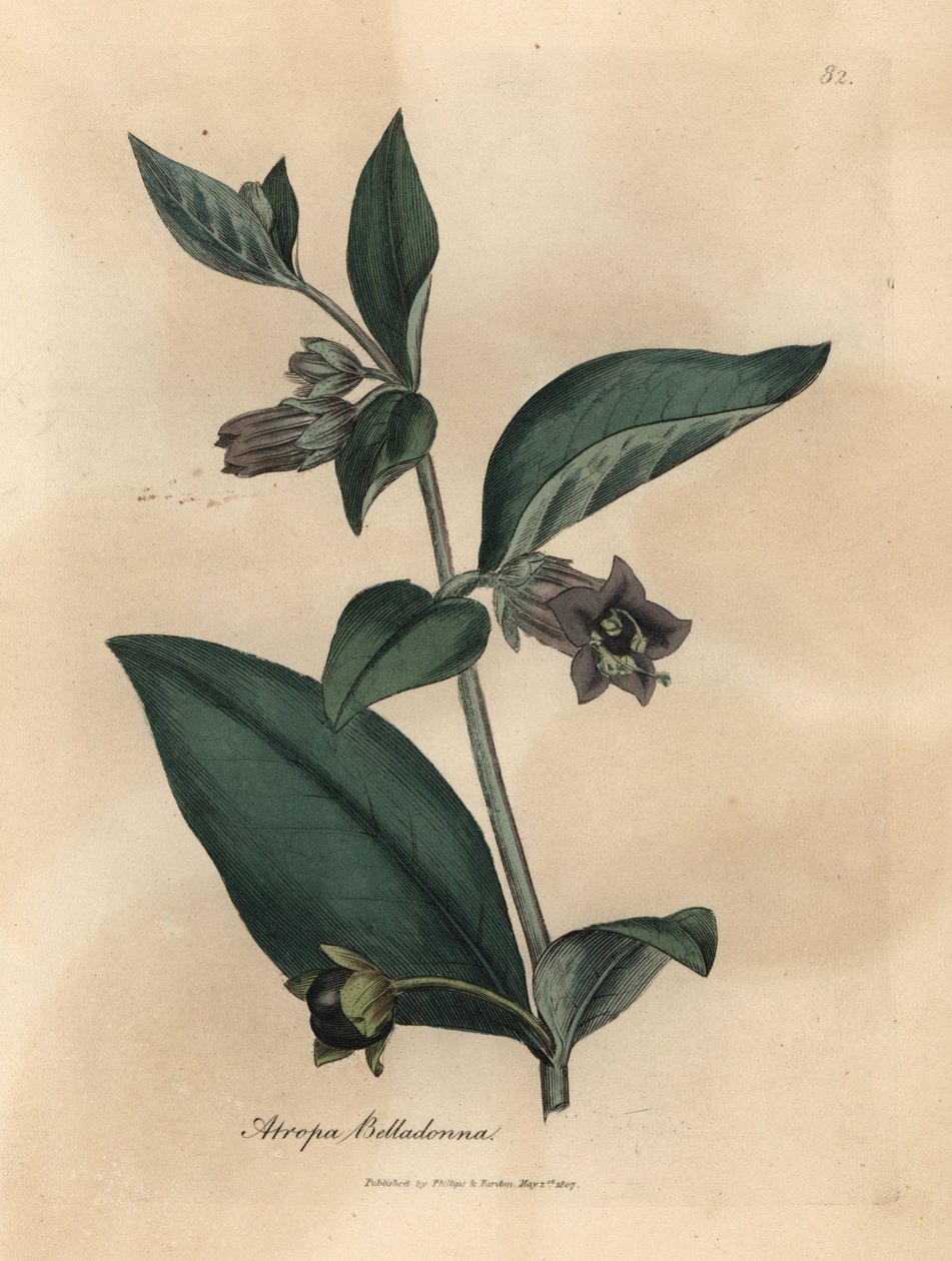 Lilablommig dödlig nattskugga, Atropa belladonna av James Sowerby