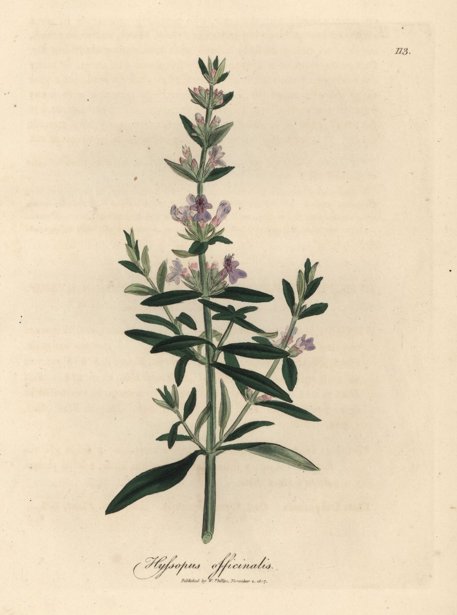 紫の花ヒソップ、Hyssopus officinalis スウェーデン av James Sowerby