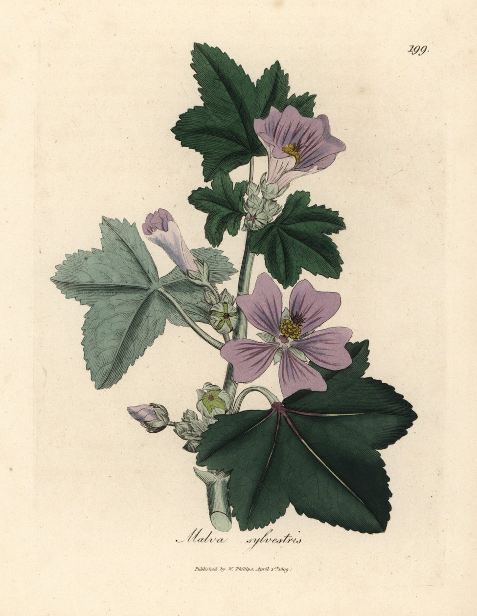 Lilablommig malva, Malva sylvestris av James Sowerby