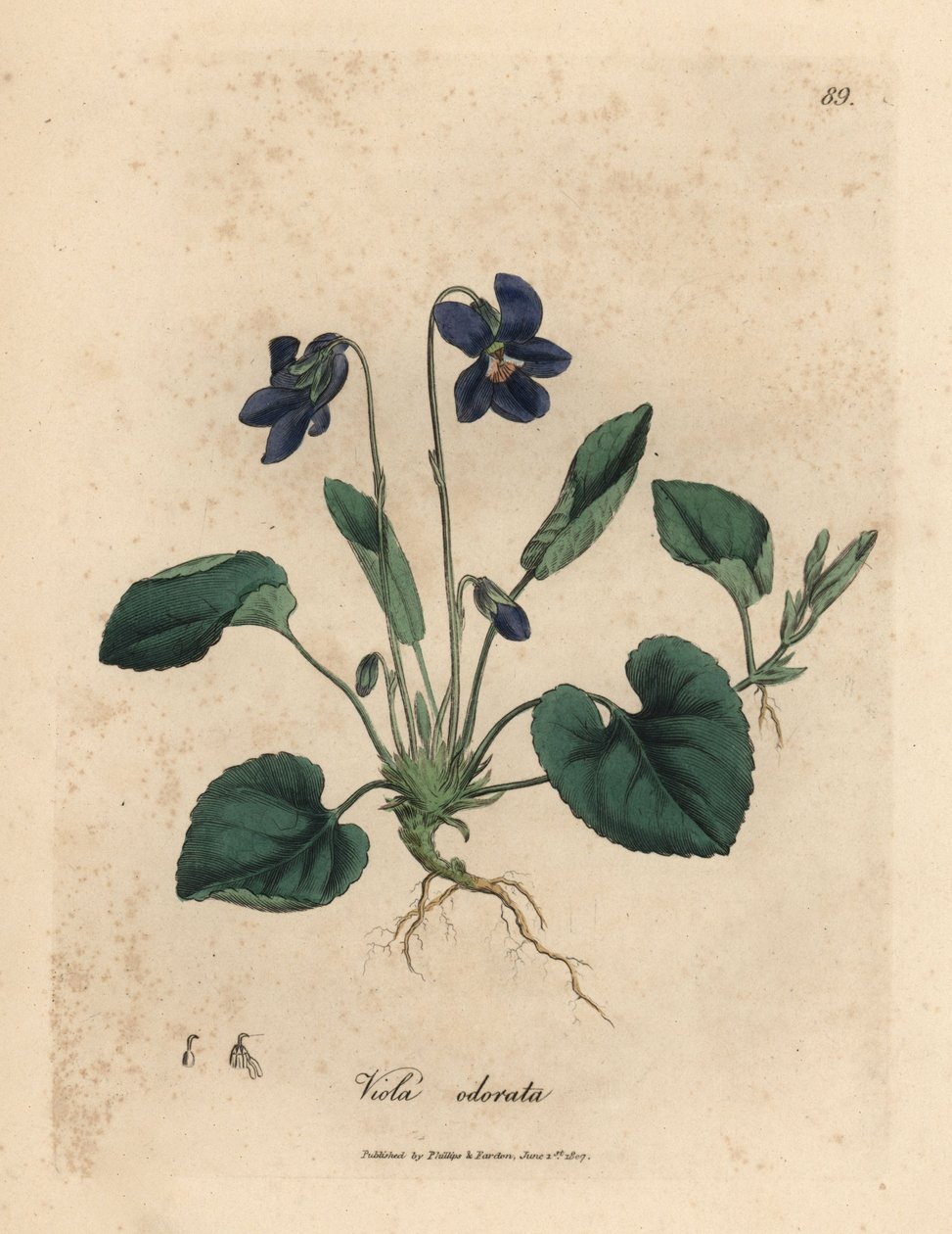 Lilablommig söt viol, Viola odorata av James Sowerby