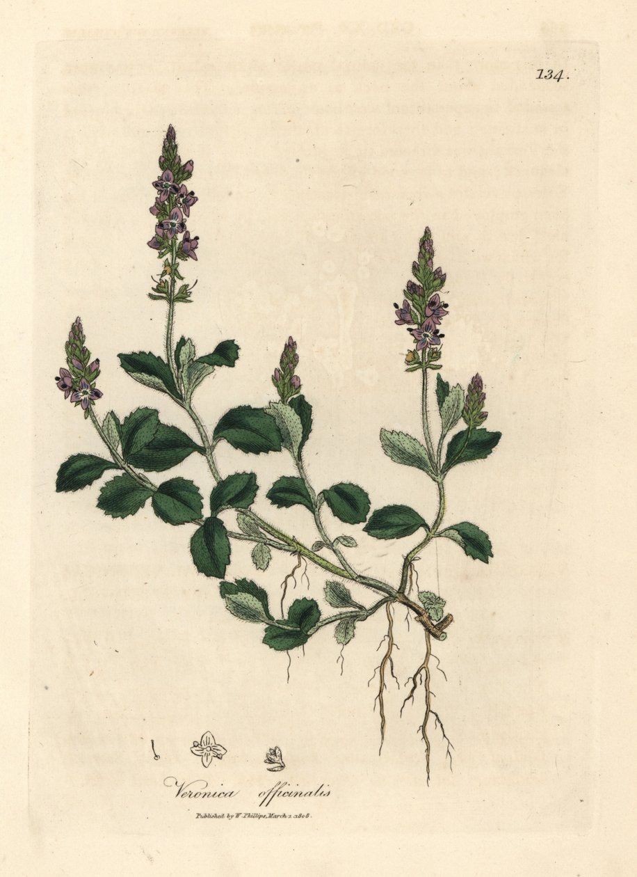 Lilablommig veronica, Veronica officinalis av James Sowerby