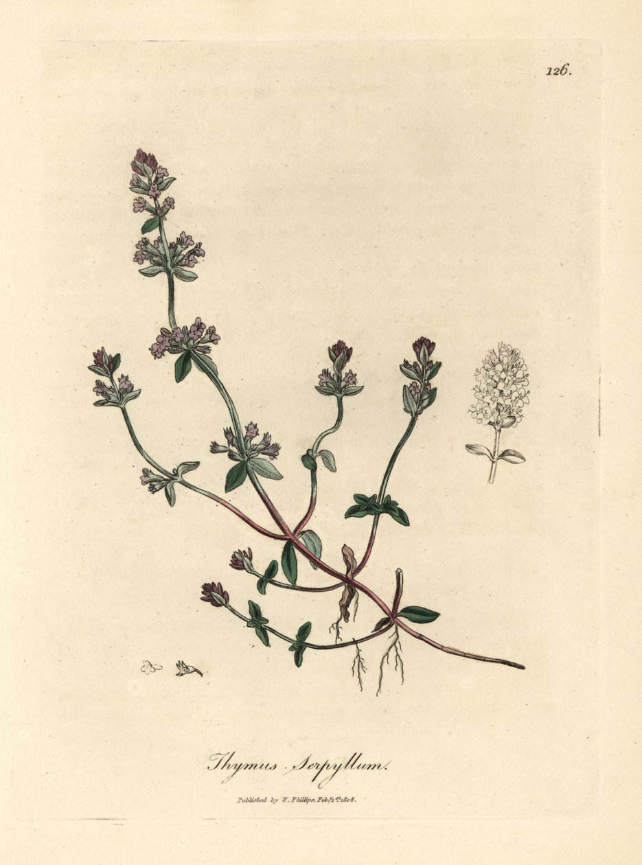 Lilablommig vild timjan, Thymus serpyllum av James Sowerby