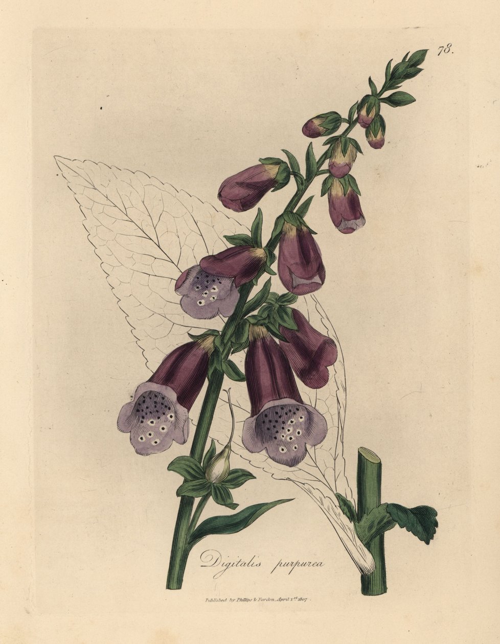Lila fingerborgshandske, Digitalis purpurea av James Sowerby