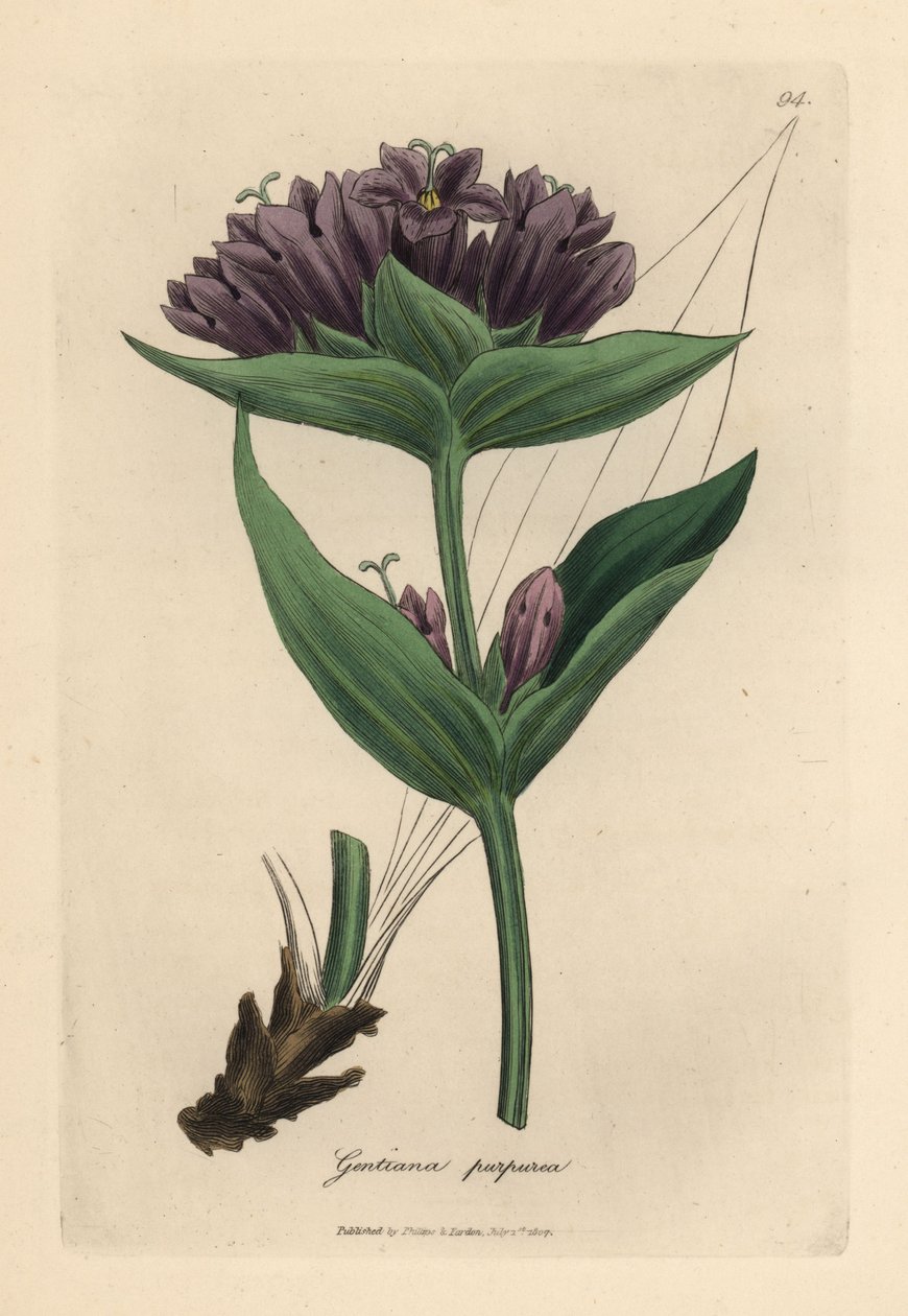 Lila gentiana, Gentiana purpurea av James Sowerby