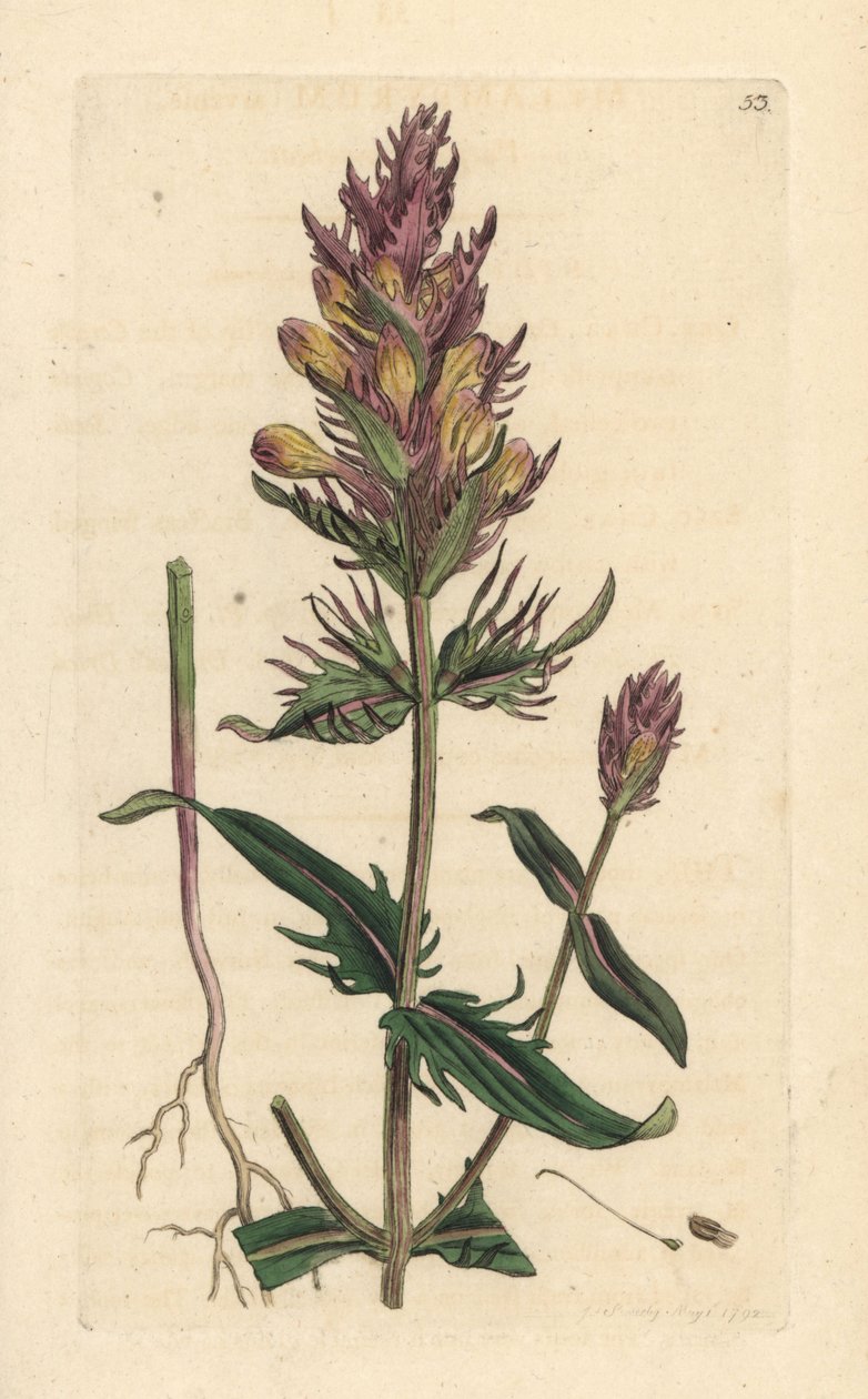 Lila eller åkerkovete, Melampyrum arvense Handkolorerad kopparstick efter en illustration av James Sowerby från James Smith