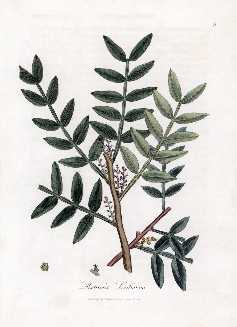 Putty tree eller lentiscus pistasch - Putty tree, Pistacia lentiscus. Handfärgad kopparstick från en botanisk illustration av James Sowerby från William Woodville och Sir William Jackson Hookers "" Medical Botany", John Bohn, London av James Sowerby