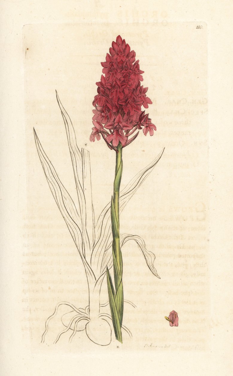 Pyramidal orchid, Anacamptis pyramidalis (Pyramidal orchis, Orchis pyramidalis). Handkolorerad kopparstick efter en illustration av James Sowerby från James Smith