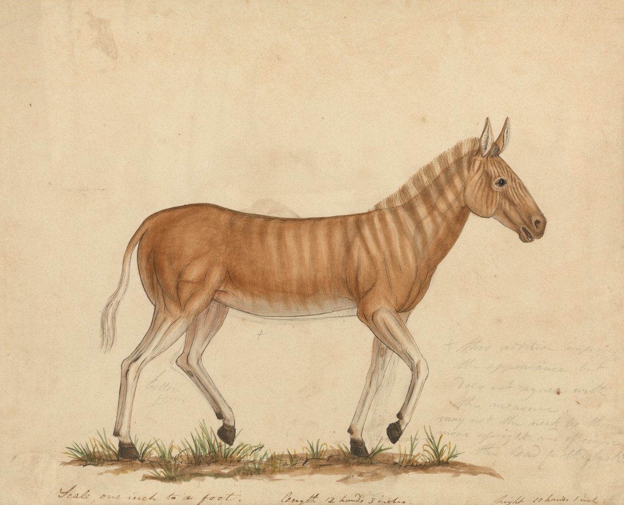 Quagga Zebra av James Sowerby