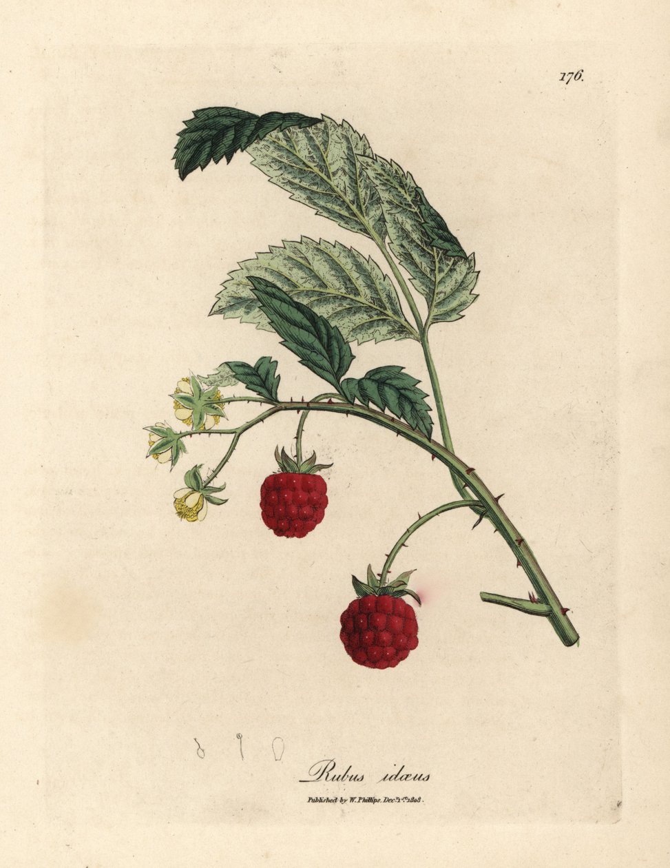 Hallonbuske med mogen frukt och gula blommor, Rubus idaeus av James Sowerby