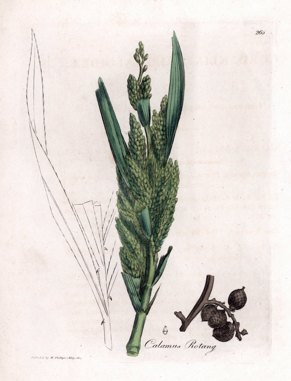 Rottingpalm - Rotang käpp, Calamus rotang. Handfärgad kopparstick från en botanisk illustration av James Sowerby från William Woodville och Sir William Jackson Hookers "" Medical Botany", John Bohn, London av James Sowerby