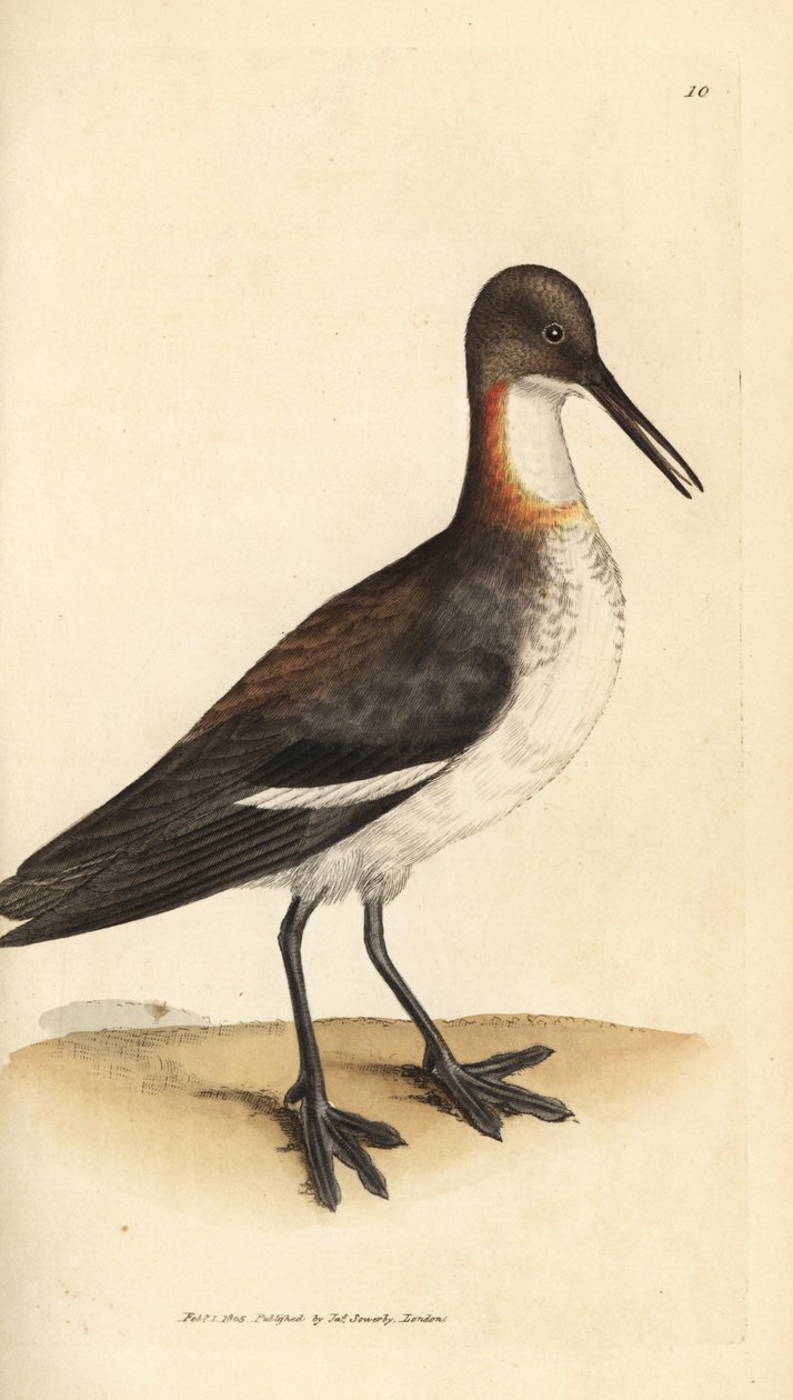 Rödhalsad phalarope, Phalaropus lobatus (Phalaropus hyperboreus). Handkolorerad kopparstick av James Sowerby från The British Miscellany, eller färgade figurer av nya, sällsynta eller föga kända djurämnen. av James Sowerby