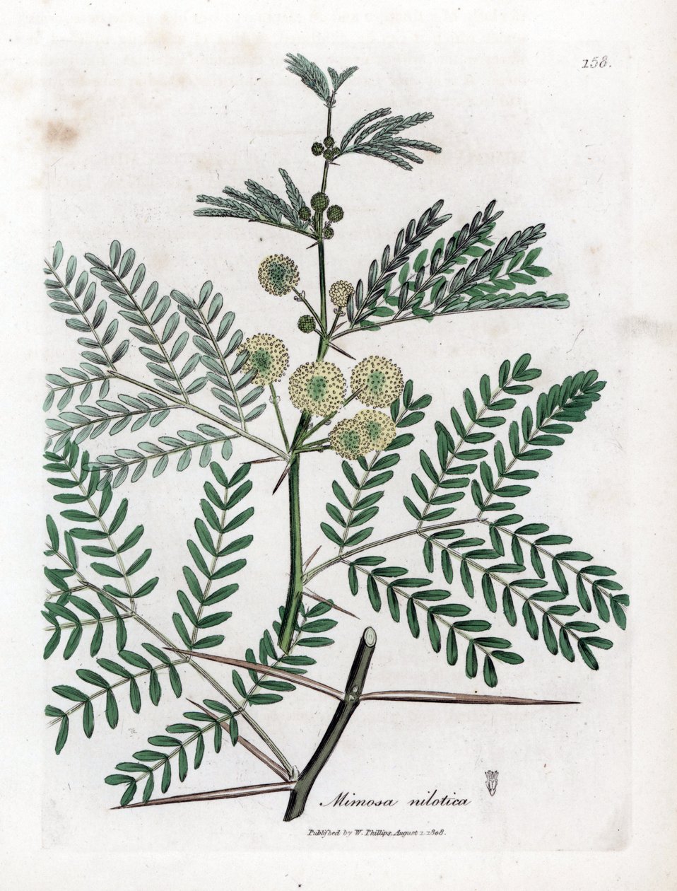 Red Gum - Gummi arabic tree, Acacia nilotica. Handfärgad kopparstick från en botanisk illustration av James Sowerby från William Woodville och Sir William Jackson Hookers "" Medical Botany", John Bohn, London av James Sowerby