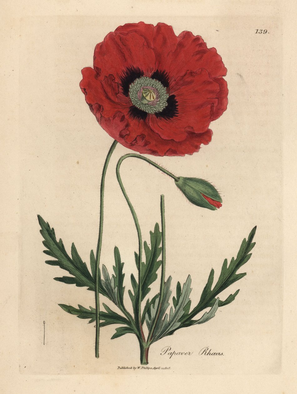 Röd eller majsvallmo, Papaver rhoeas av James Sowerby