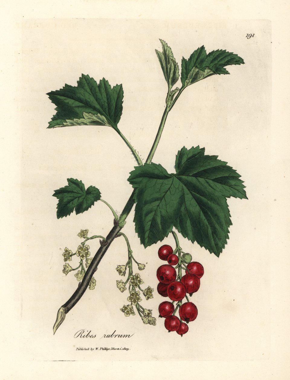 Röda vinbärsträd, Ribes rubrum av James Sowerby