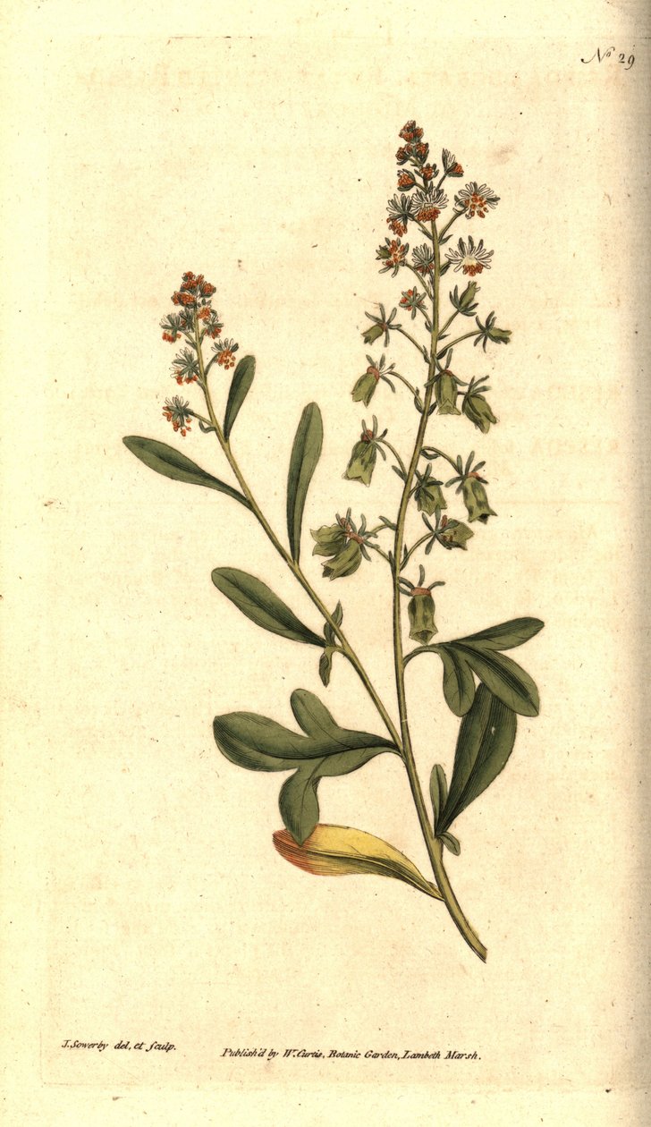 Reseda odorant - Sötdoftande reseda eller mignonette, Reseda odorata. Handkolorerad kopparstick och botanisk illustration av James Sowerby från William Curtis