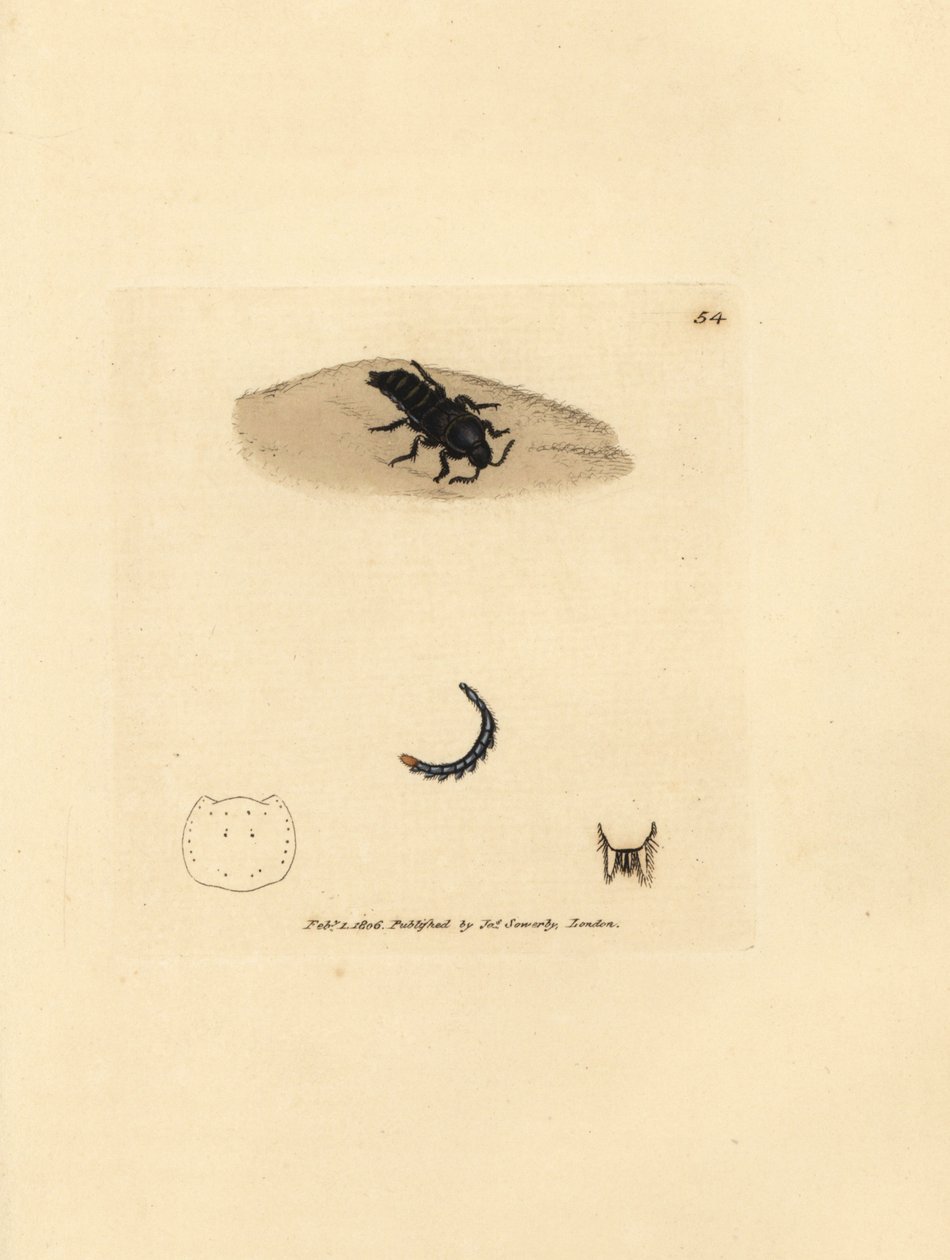 Rovebagge, Velleius dilatatus (Tandhornig Staphylinus, Staphylinus concolor). Handfärgad kopparstick av James Sowerby från The British Miscellany, eller färgade figurer av nya, sällsynta eller föga kända djurämnen. av James Sowerby